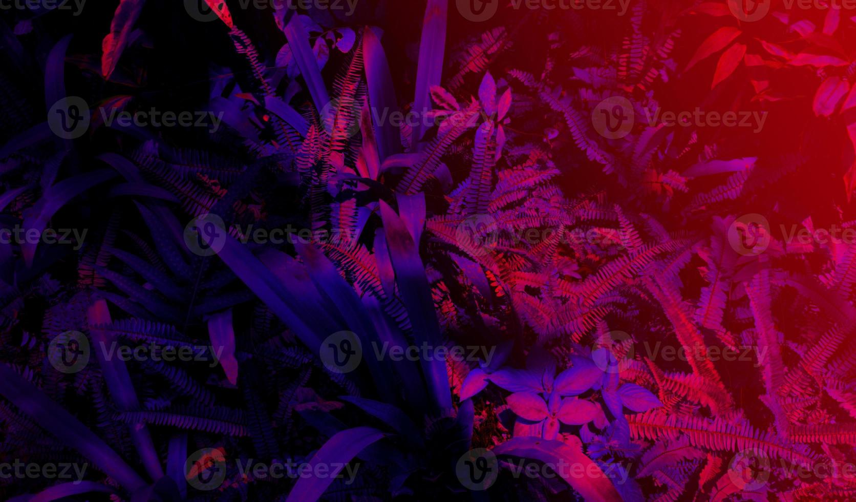 Tropical black light glowing leaves photo