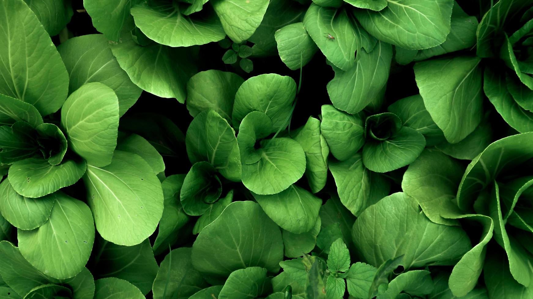 Top view of green fresh vegetable background photo