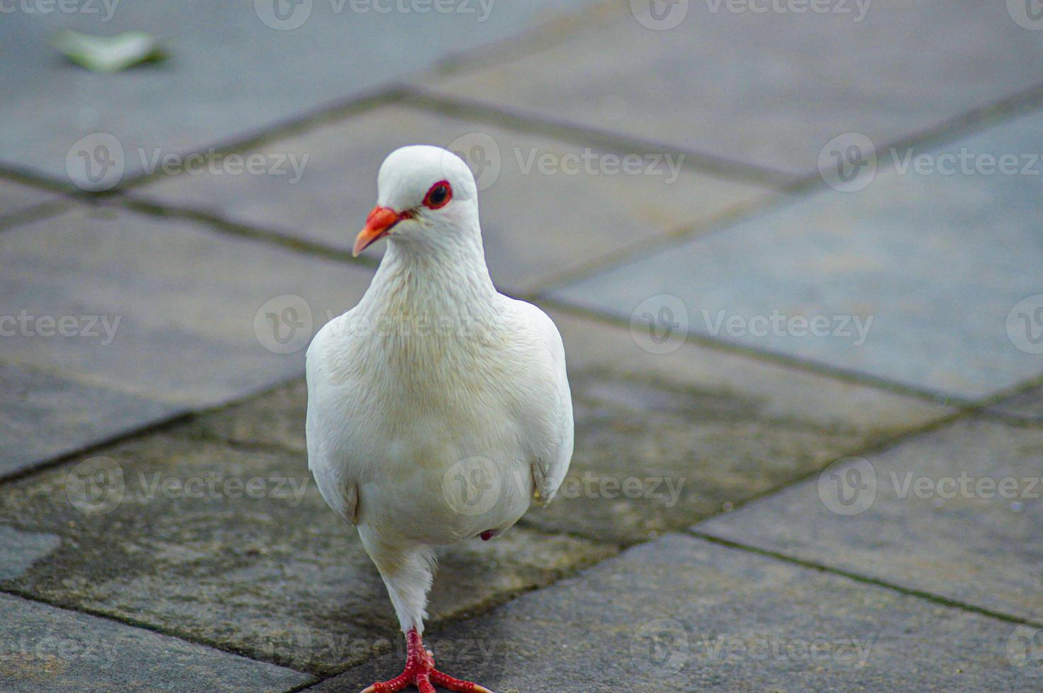 White pigeon on the ground photo