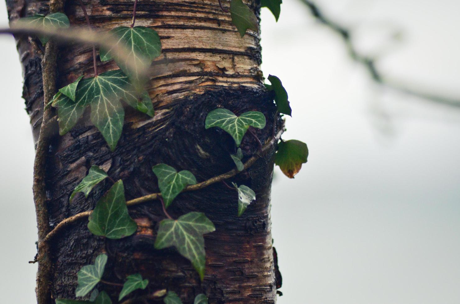 hermosa hiedra que rodea un árbol foto