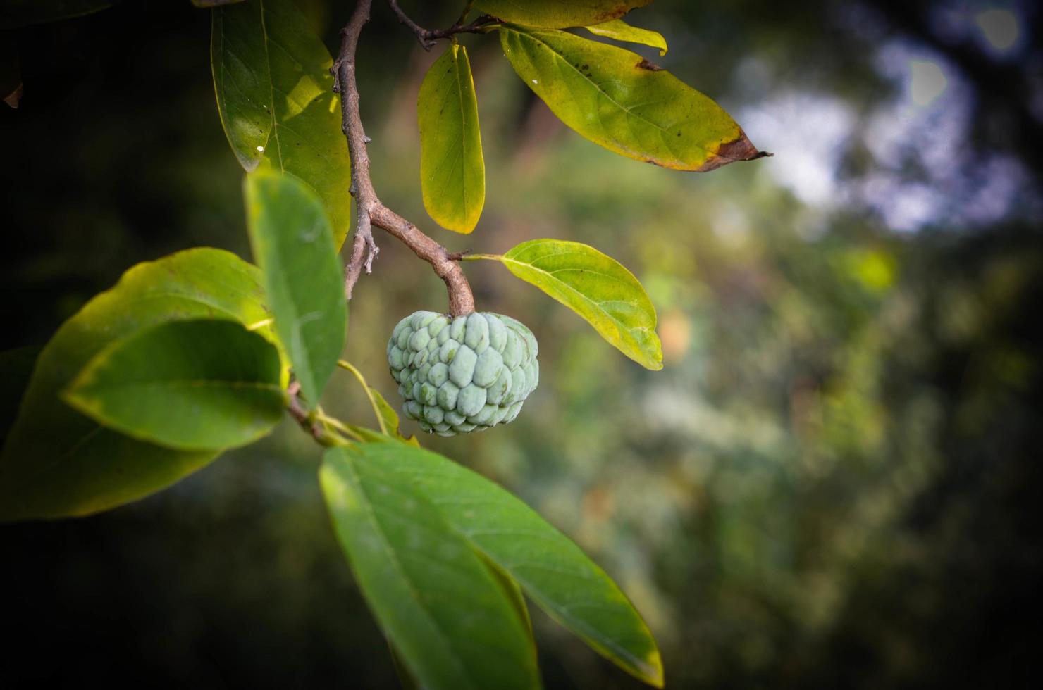 baya que crece en un árbol foto