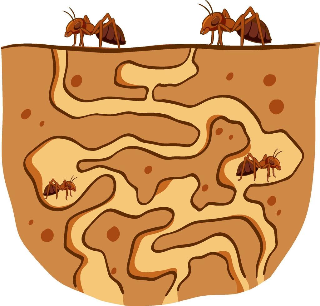 hormiguero subterráneo con hormigas rojas vector