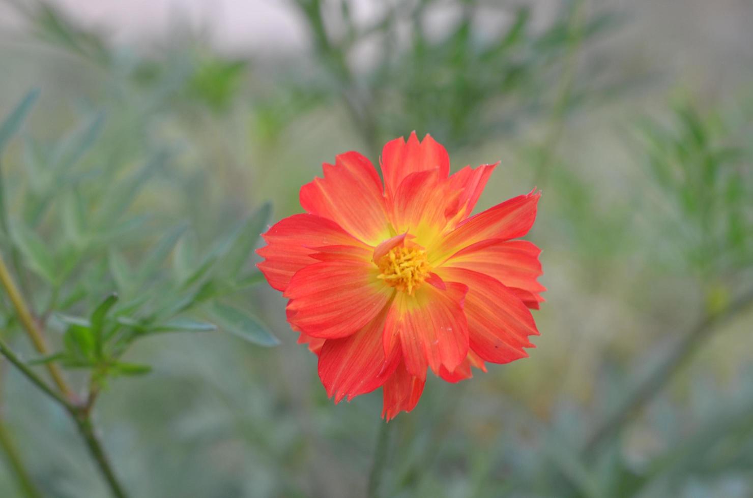 flor de naranja rodeada de pasto foto