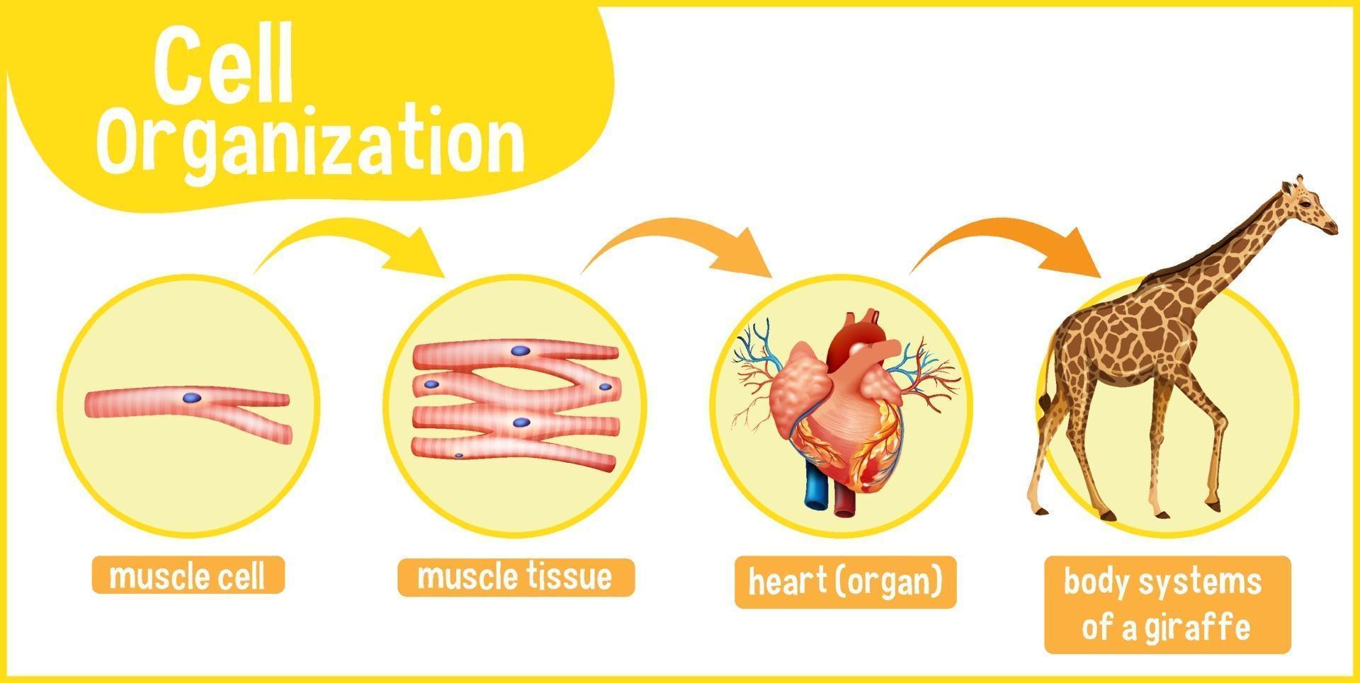 Diagram showing cell organization in a giraffe vector