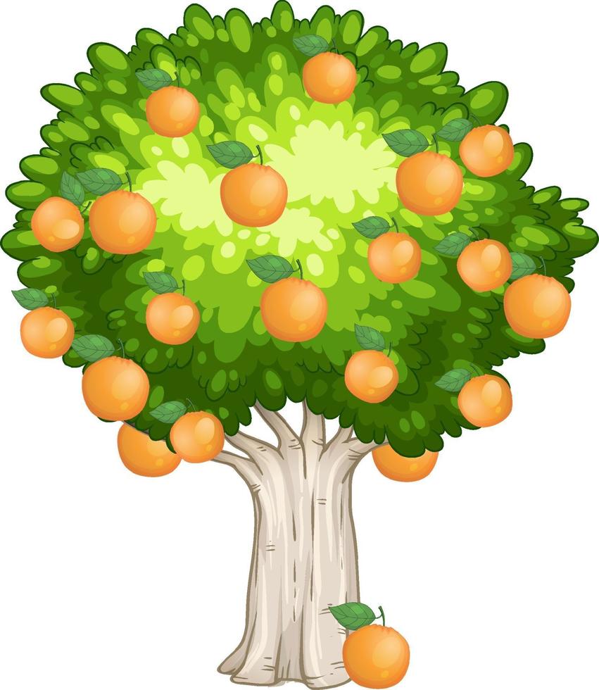 Orange tree isolated on white background vector