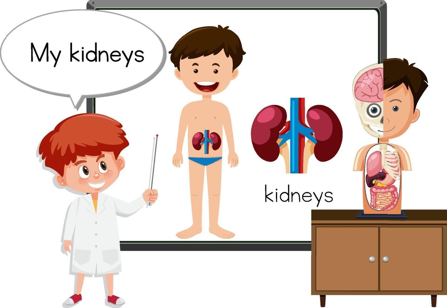 Young doctor explaining kidneys anatomy vector