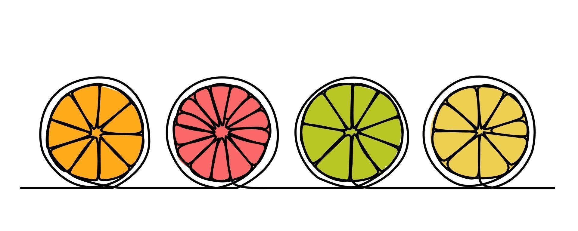 Continuous line, fresh fruit, halved orange vector