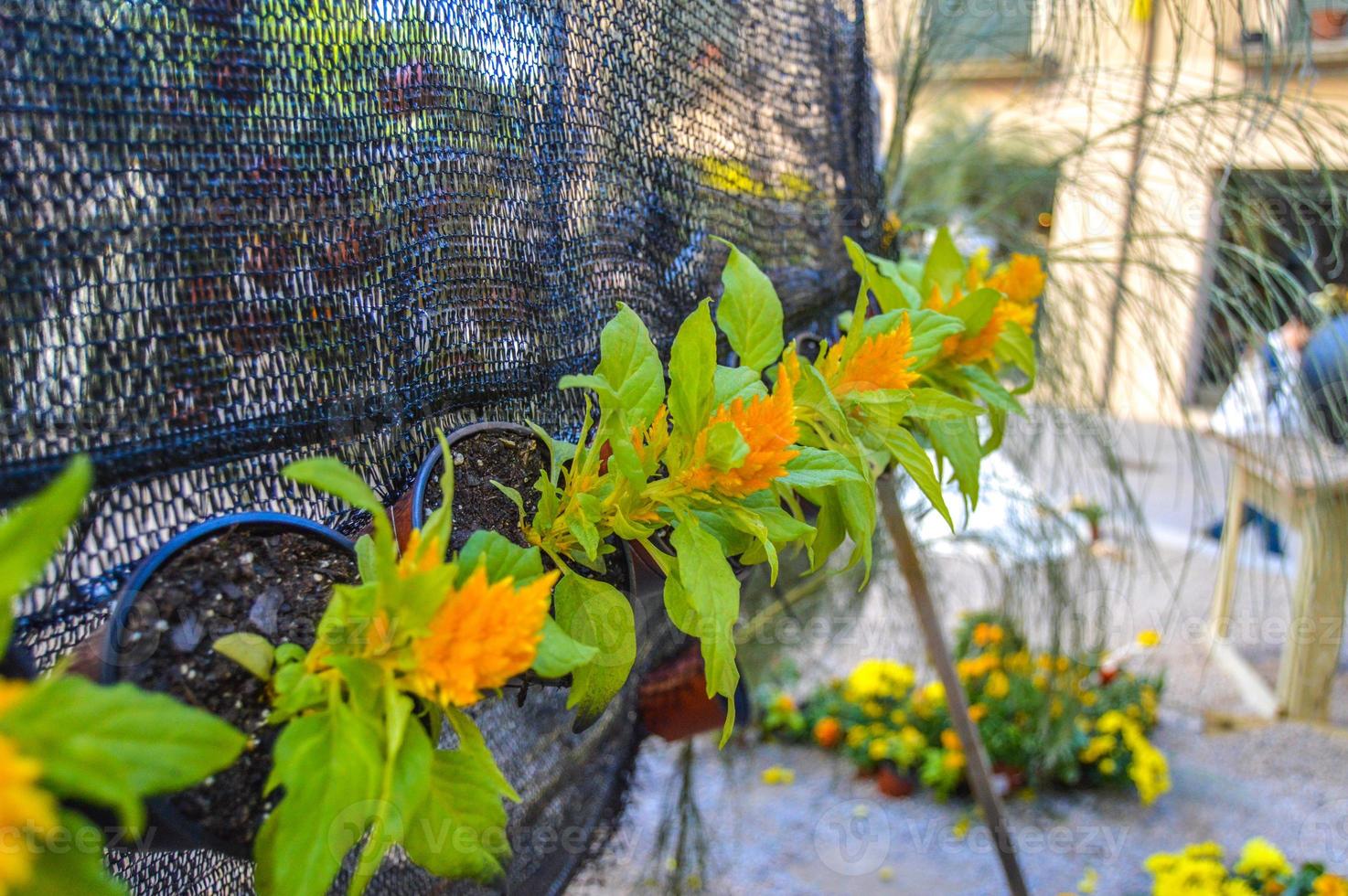 festival de las flores en girona temps de flors, españa. 2018 foto