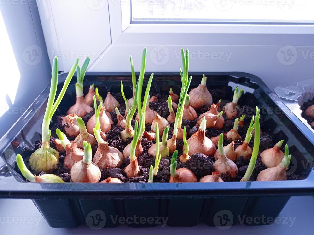 Growing onions at home 3333800 Stock Photo at Vecteezy