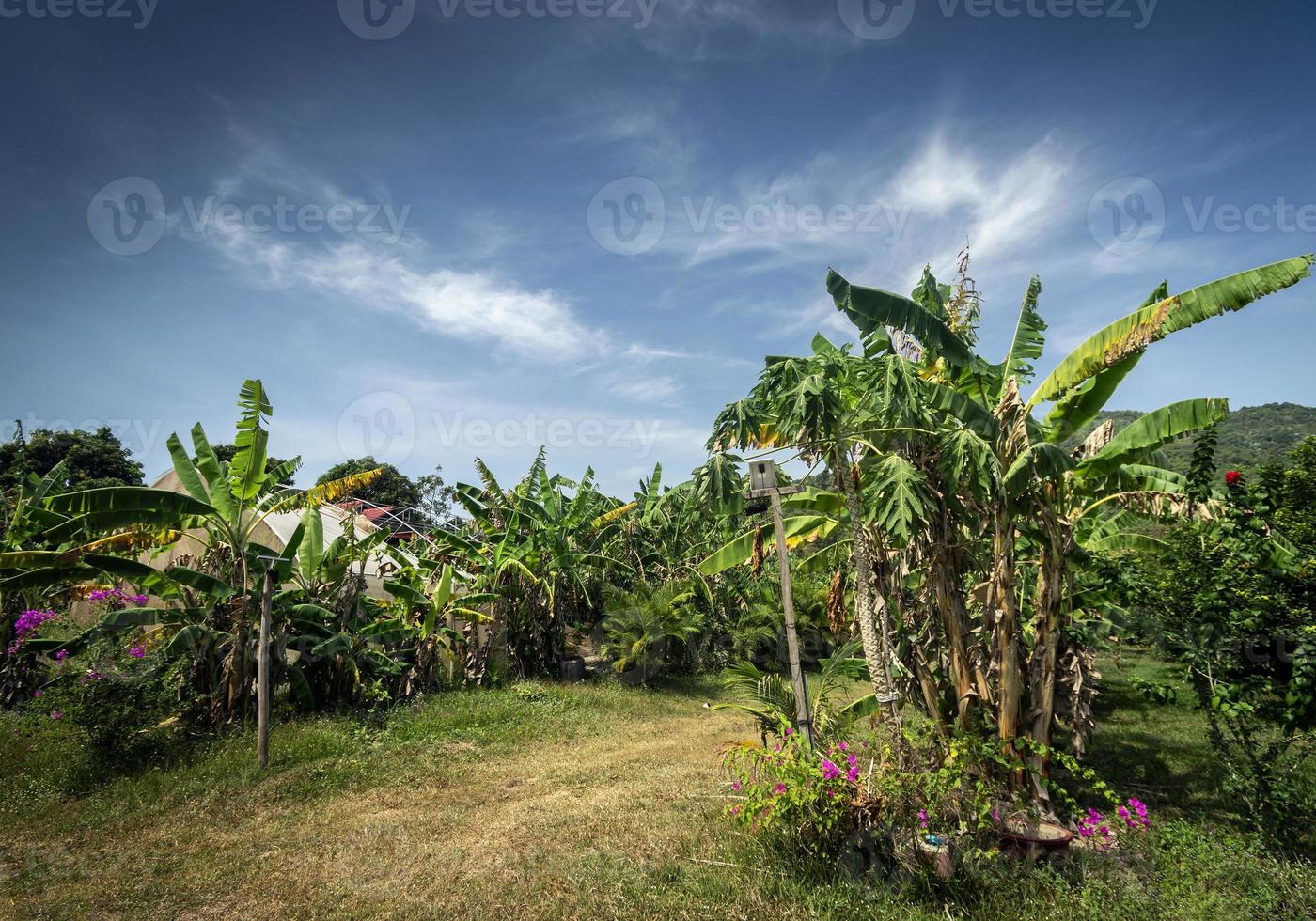 Organic tropical fruit farm plantation scenic view on sunny day near Kampot Cambodia photo