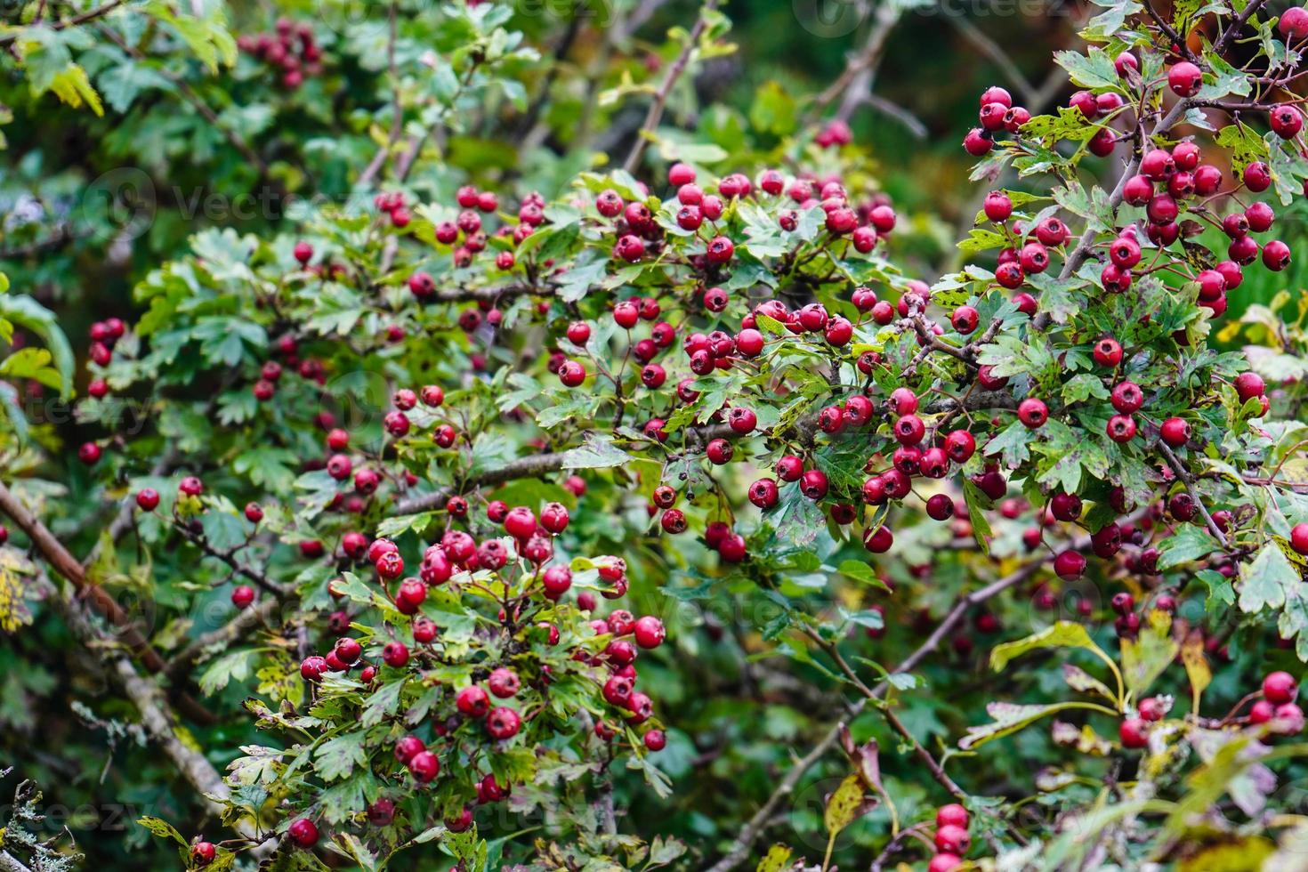 Red berries of the crataegus tree photo