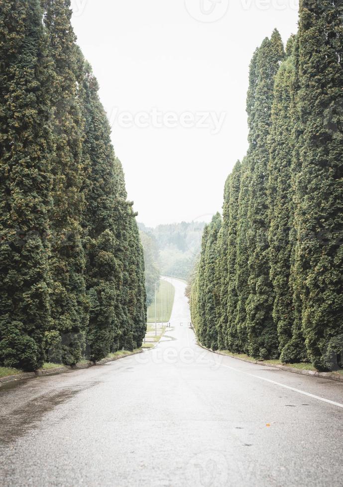 Cypress trees alley photo