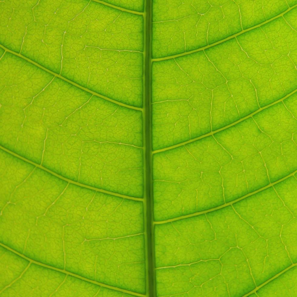 textura de hojas verdes y fibra de hoja, fondo de hoja verde. foto