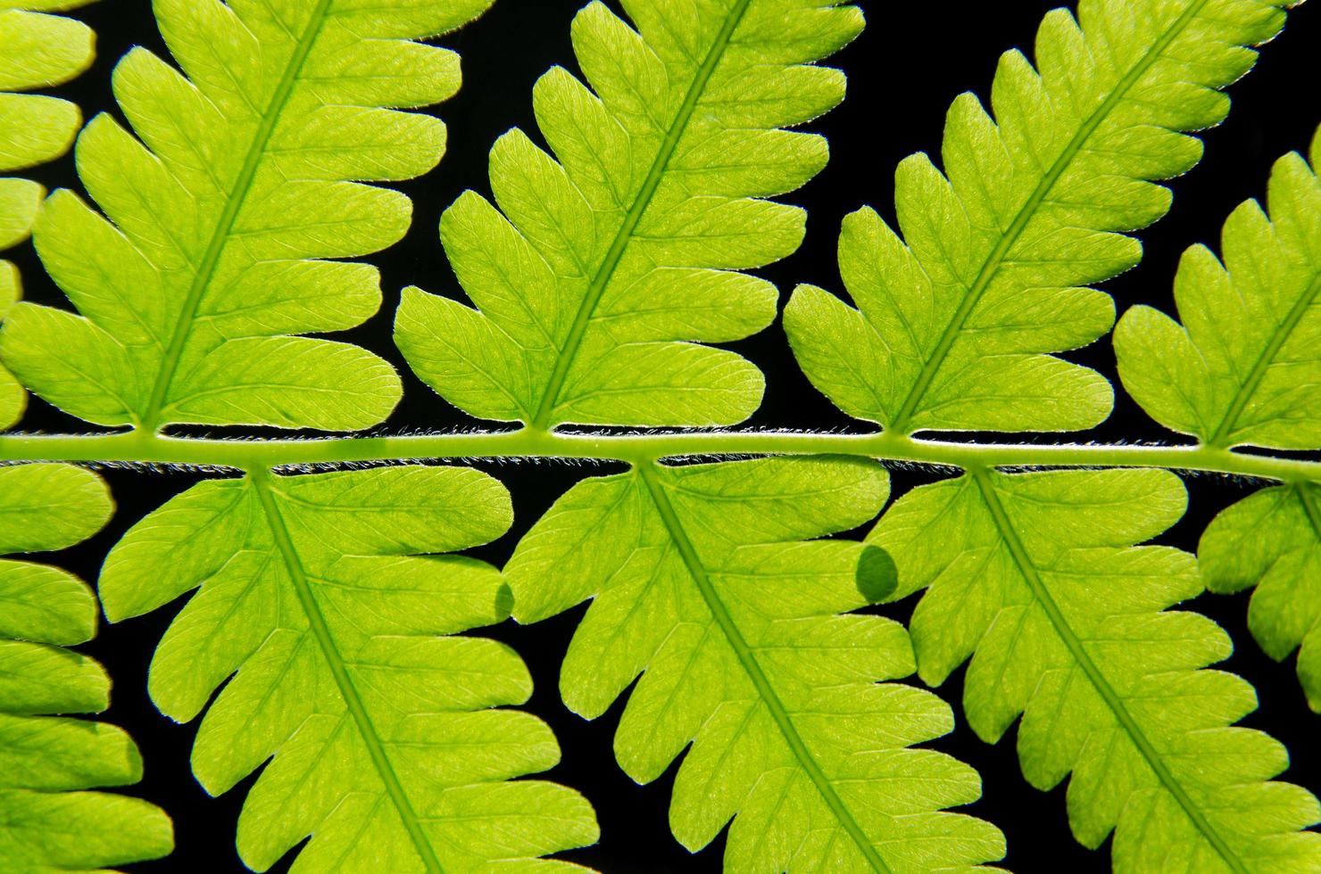 Green leaves texture and leaf fiber, Background by green leaf. photo