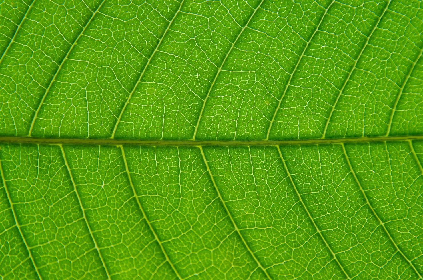 textura de hojas verdes y fibra de hoja, fondo de hoja verde. foto