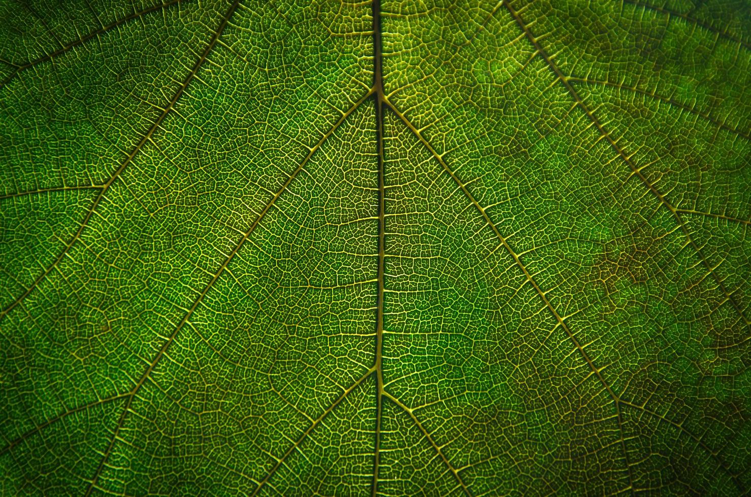 Textura de hojas verdes y fibra de hojas, papel tapiz por detalle de hoja verde foto