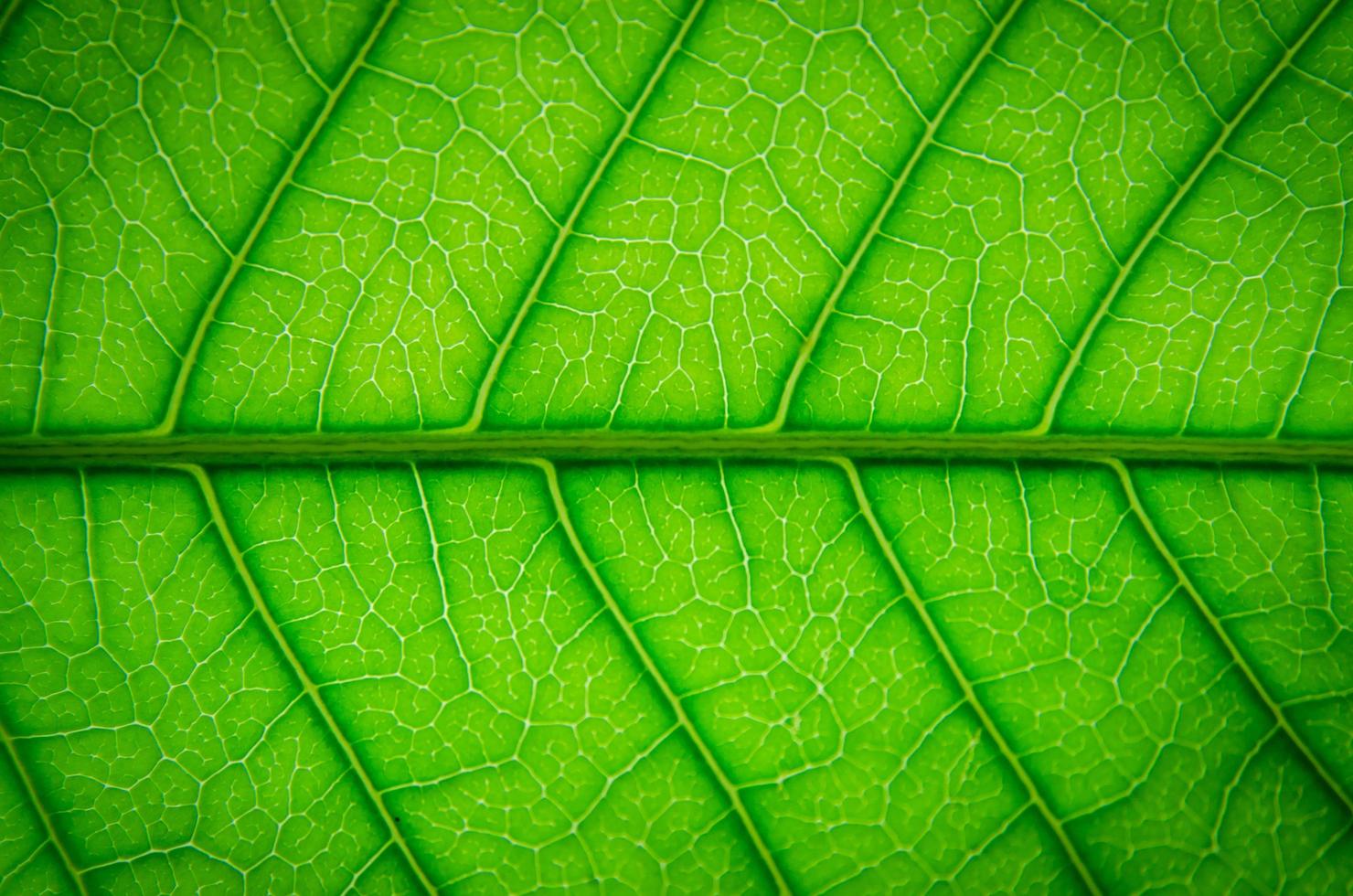 Green leaves texture and leaf fiber, Wallpaper by detail of green leaf photo