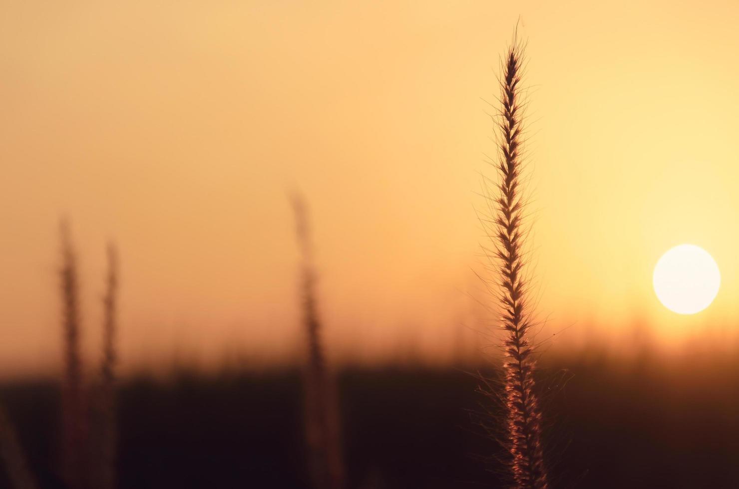 Grass flower in garden with morning light, Concept of growing of life. photo