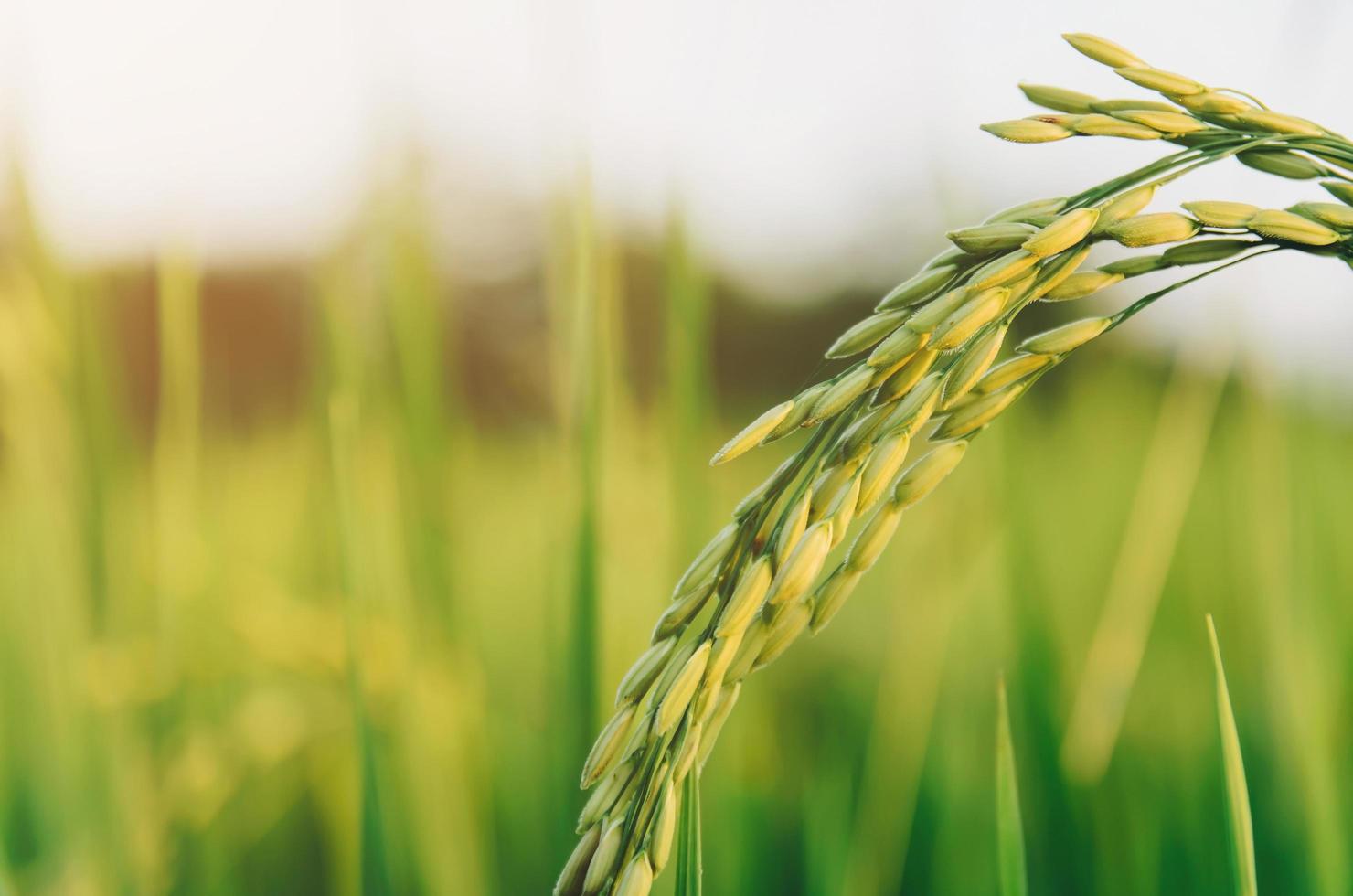 Paddy rice and rice seed in farm, Organic rice field and agriculture. photo