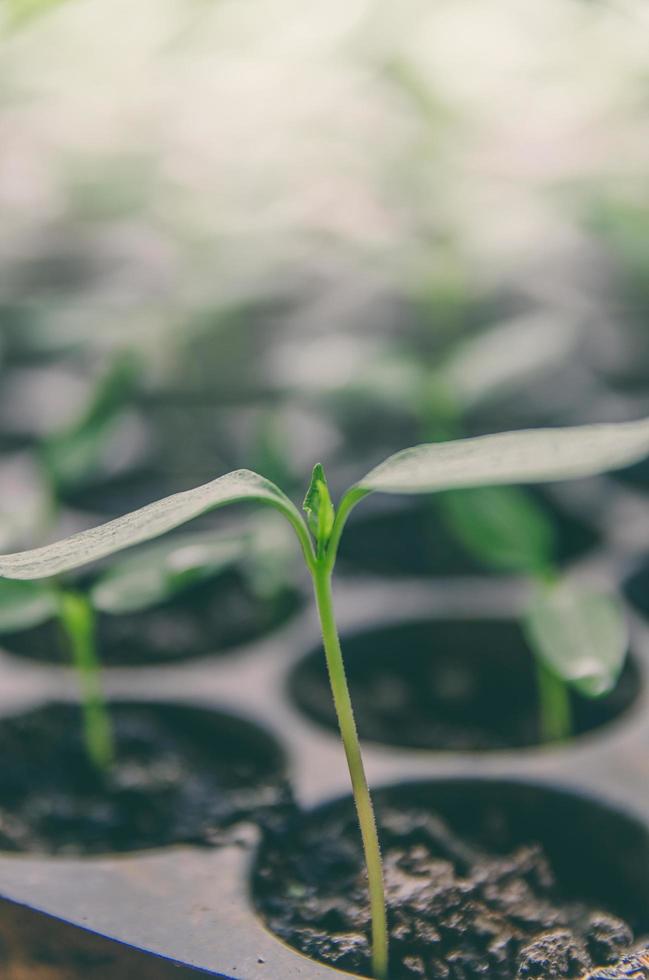 el verdor de las plantas jóvenes y las plántulas crecen en la maceta. foto