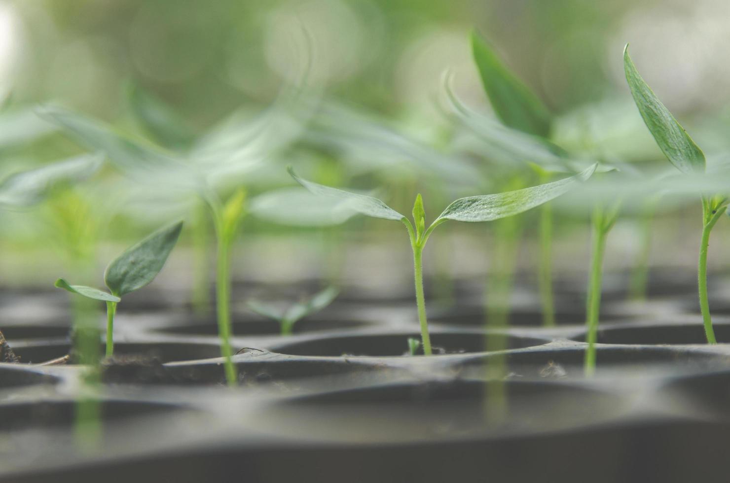 Greenery of young plant and seedling are growing in the pot. photo