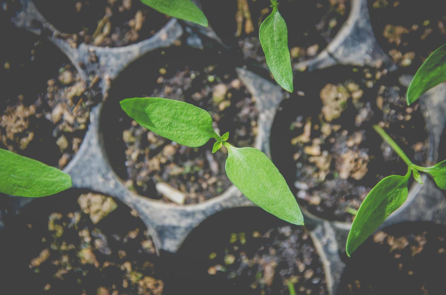 Greenery of young plant and seedling are growing in the pot. photo