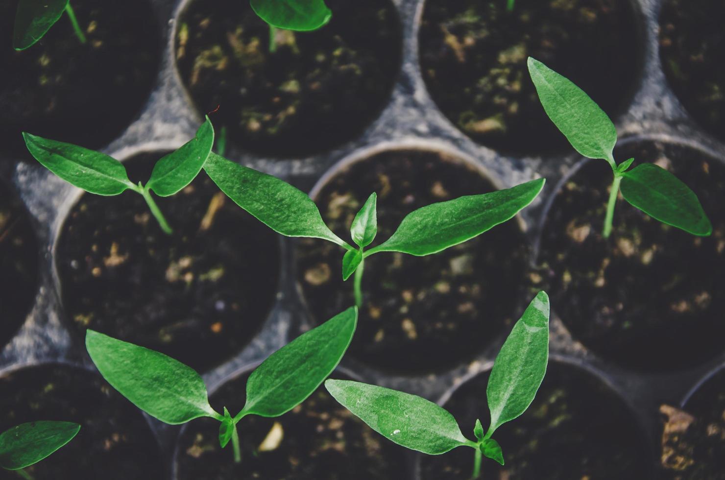 el verdor de las plantas jóvenes y las plántulas crecen en la maceta. foto