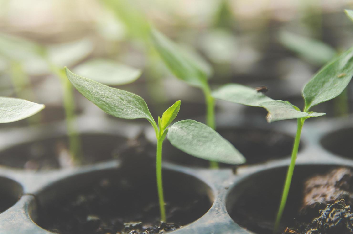 el verdor de las plantas jóvenes y las plántulas crecen en la maceta. foto