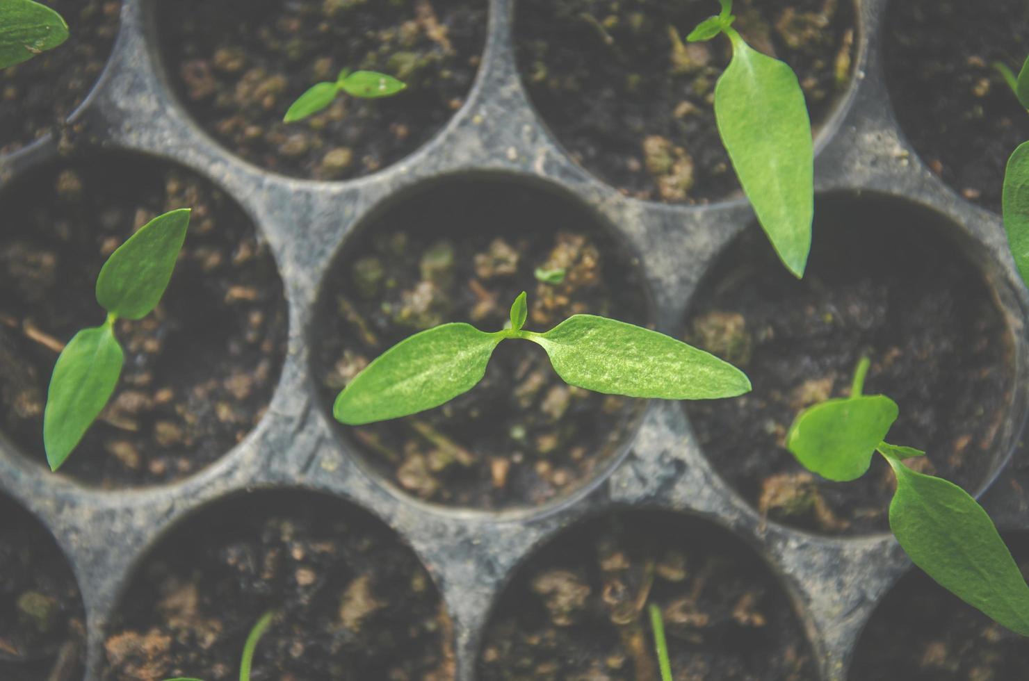 el verdor de las plantas jóvenes y las plántulas crecen en la maceta. foto