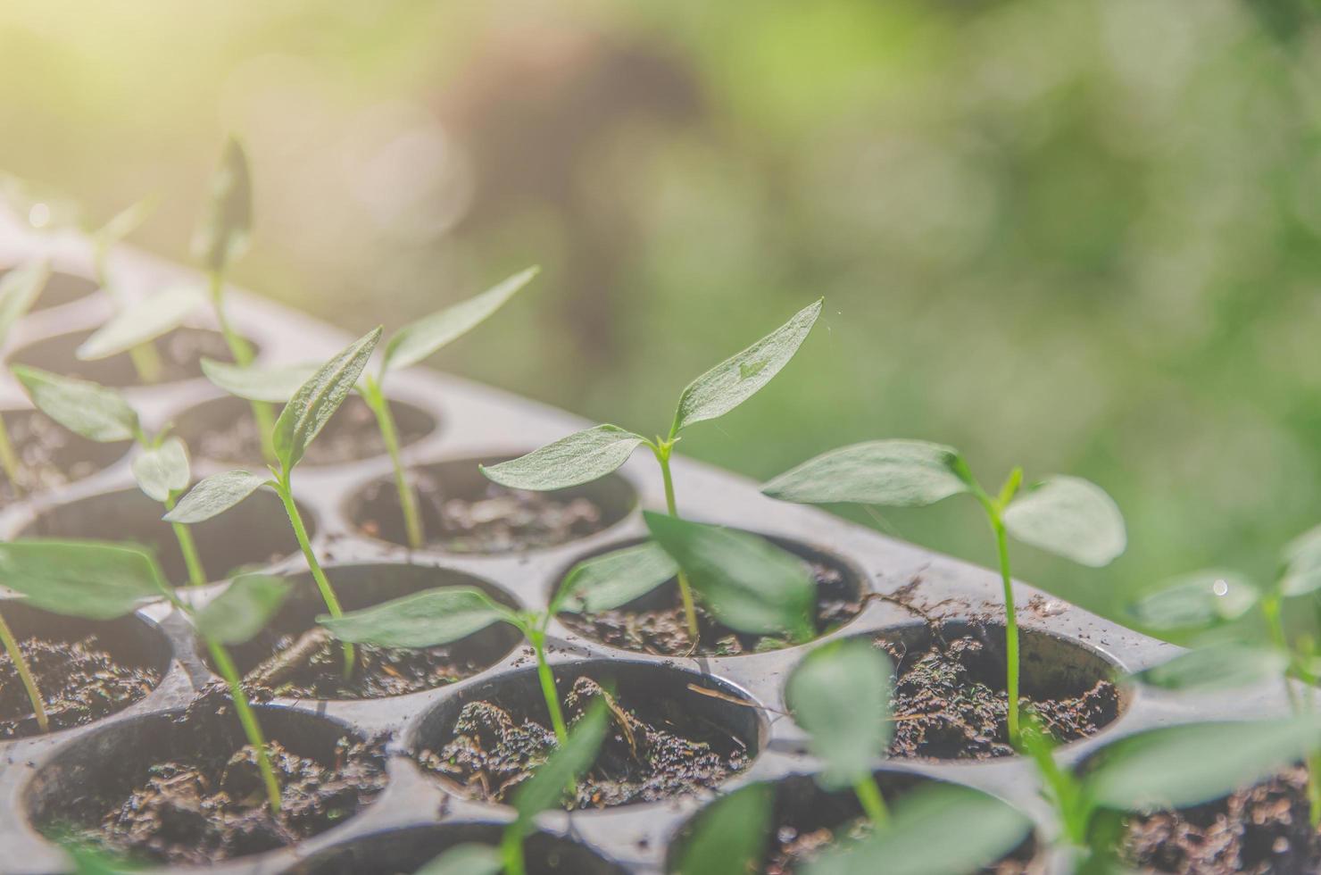 el verdor de las plantas jóvenes y las plántulas crecen en la maceta. foto