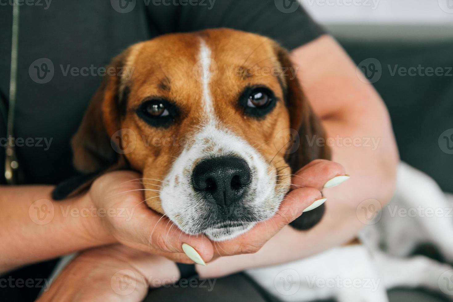 Beagle dog lies on the hands of a woman photo