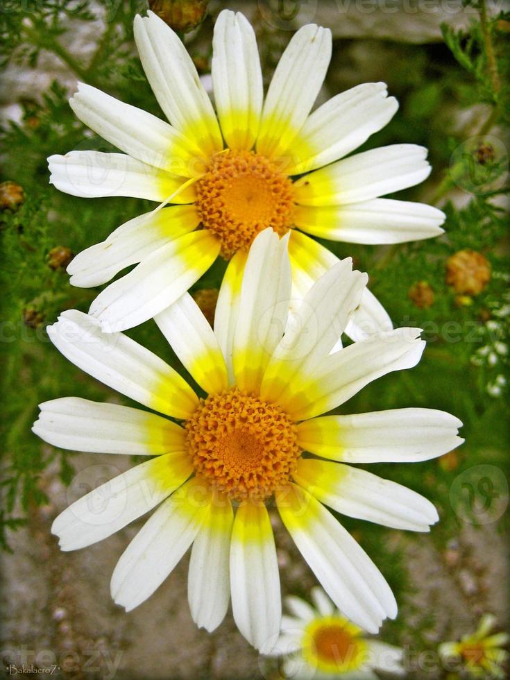 Flower blossom close up nature background prints photo