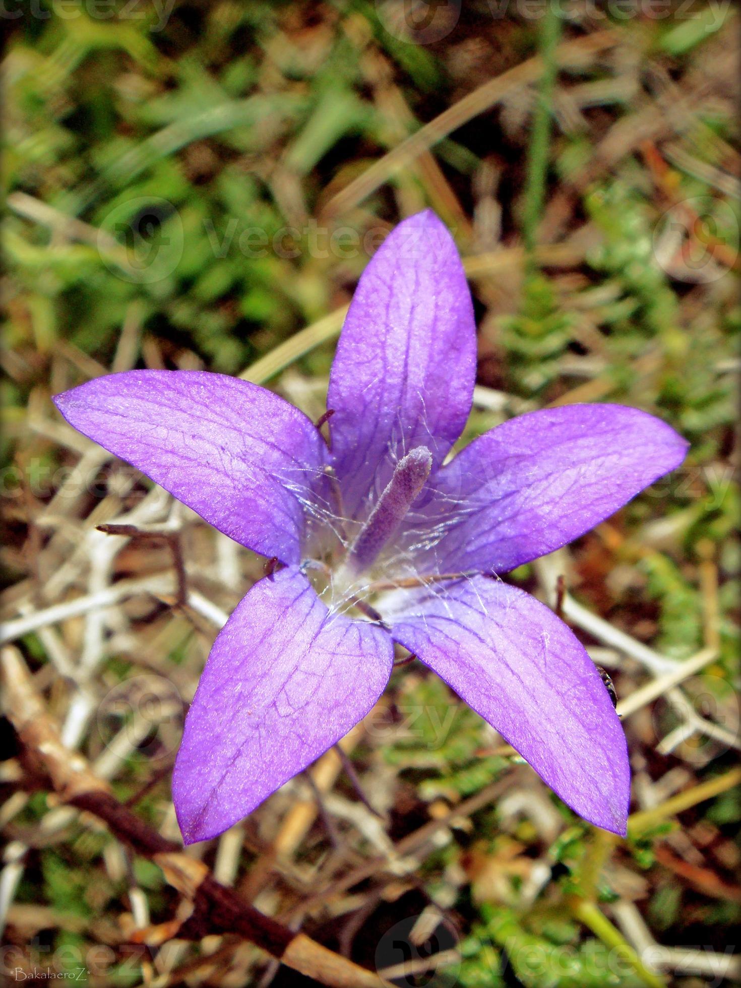flor flor de cerca la naturaleza de fondo foto