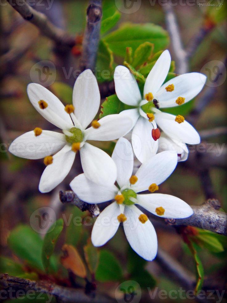 flor flor de cerca la naturaleza de fondo foto