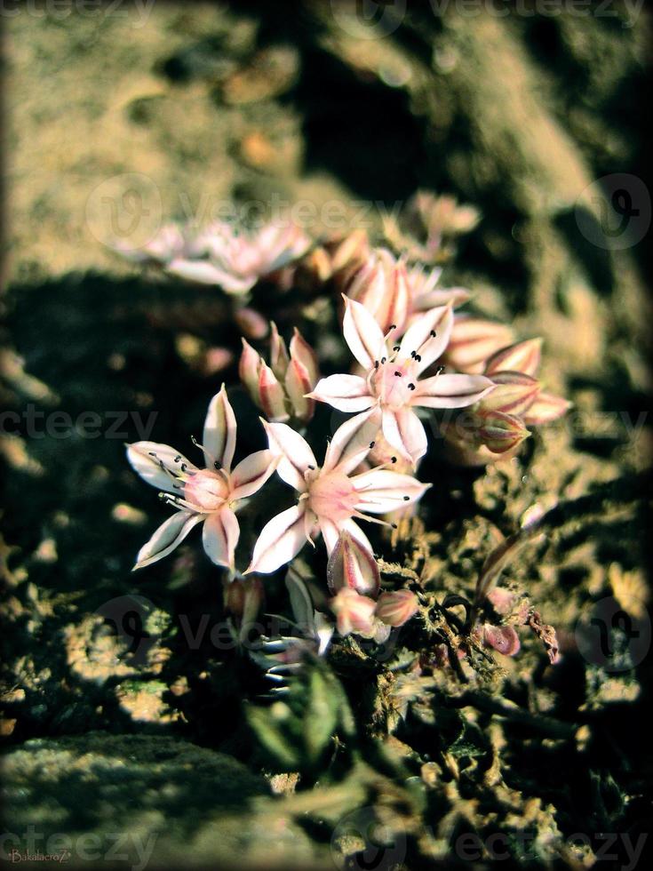 flor flor de cerca la naturaleza impresiones de fondo foto
