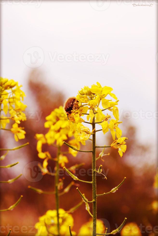 flor flor de cerca la naturaleza impresiones de fondo foto