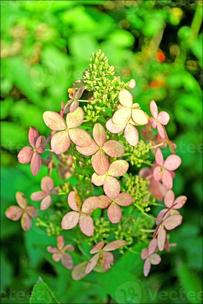 Flower blossom close up nature background photo