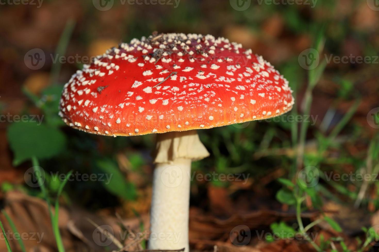 Fly agaric amanita muscaria amanitaceae family psychedelic trip high photo