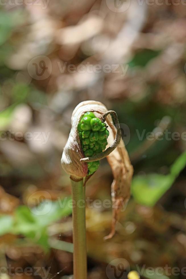 flor venenosa arum creticum araceae familia creta impresiones de la isla foto