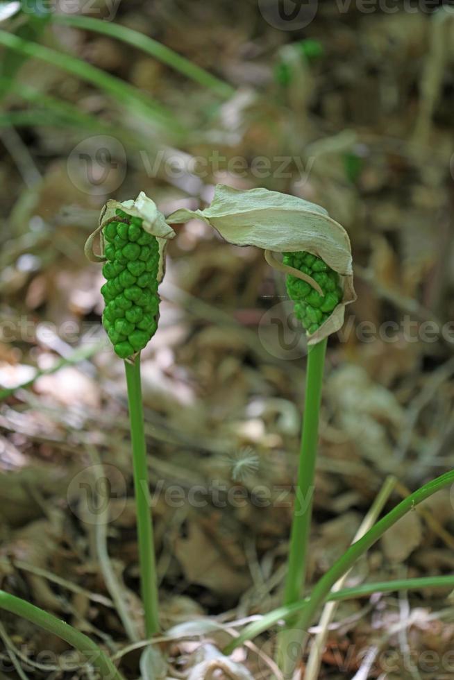 flor venenosa arum creticum araceae familia creta impresiones de la isla foto