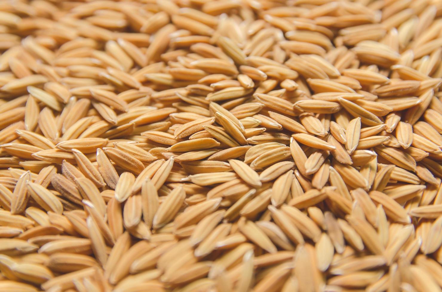 Fondo y papel tapiz por pila de arroz con cáscara y semillas de arroz. foto