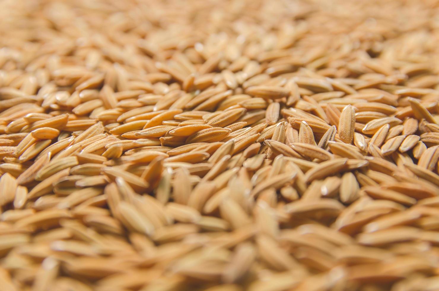 Background and wallpaper by pile of paddy rice and rice seed. photo