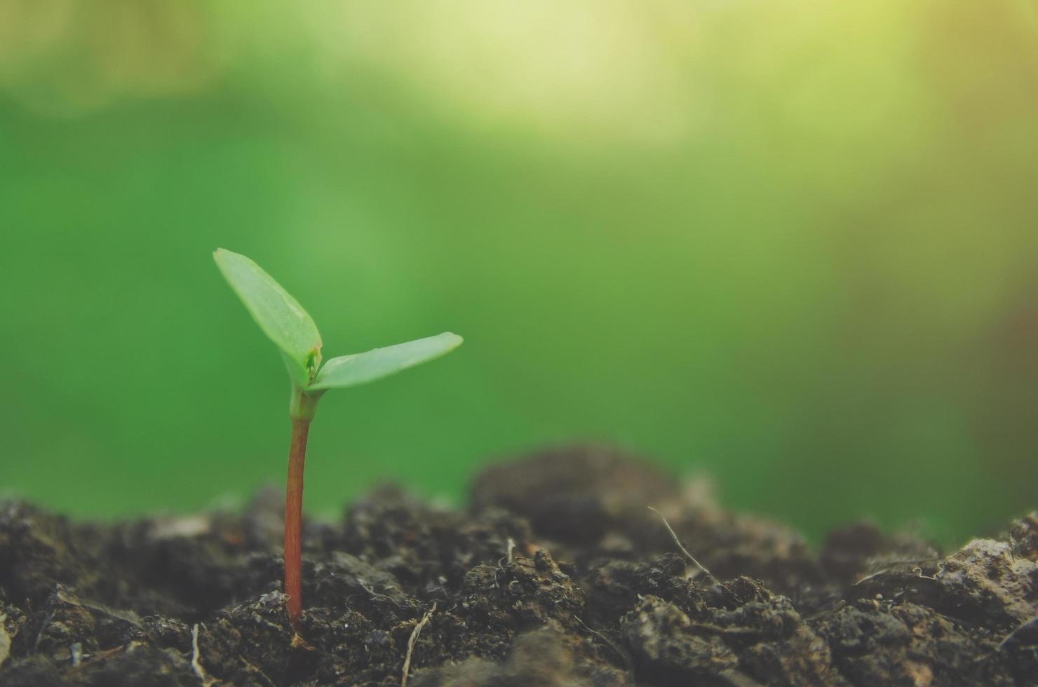 el verdor de plantas jóvenes y plántulas están creciendo en el suelo. foto