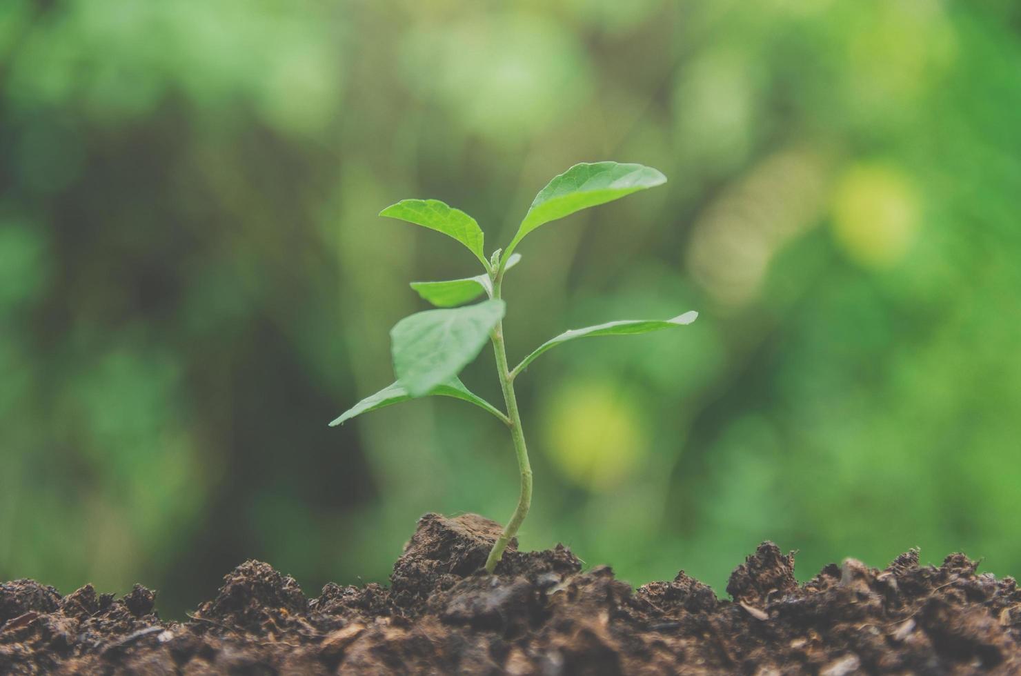 el verdor de plantas jóvenes y plántulas están creciendo en el suelo. foto