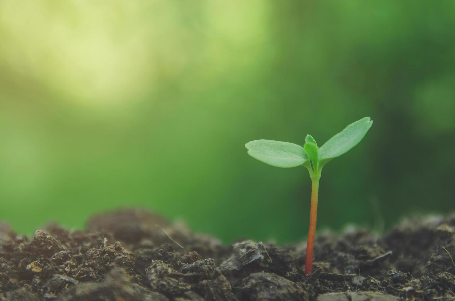 el verdor de plantas jóvenes y plántulas están creciendo en el suelo. foto