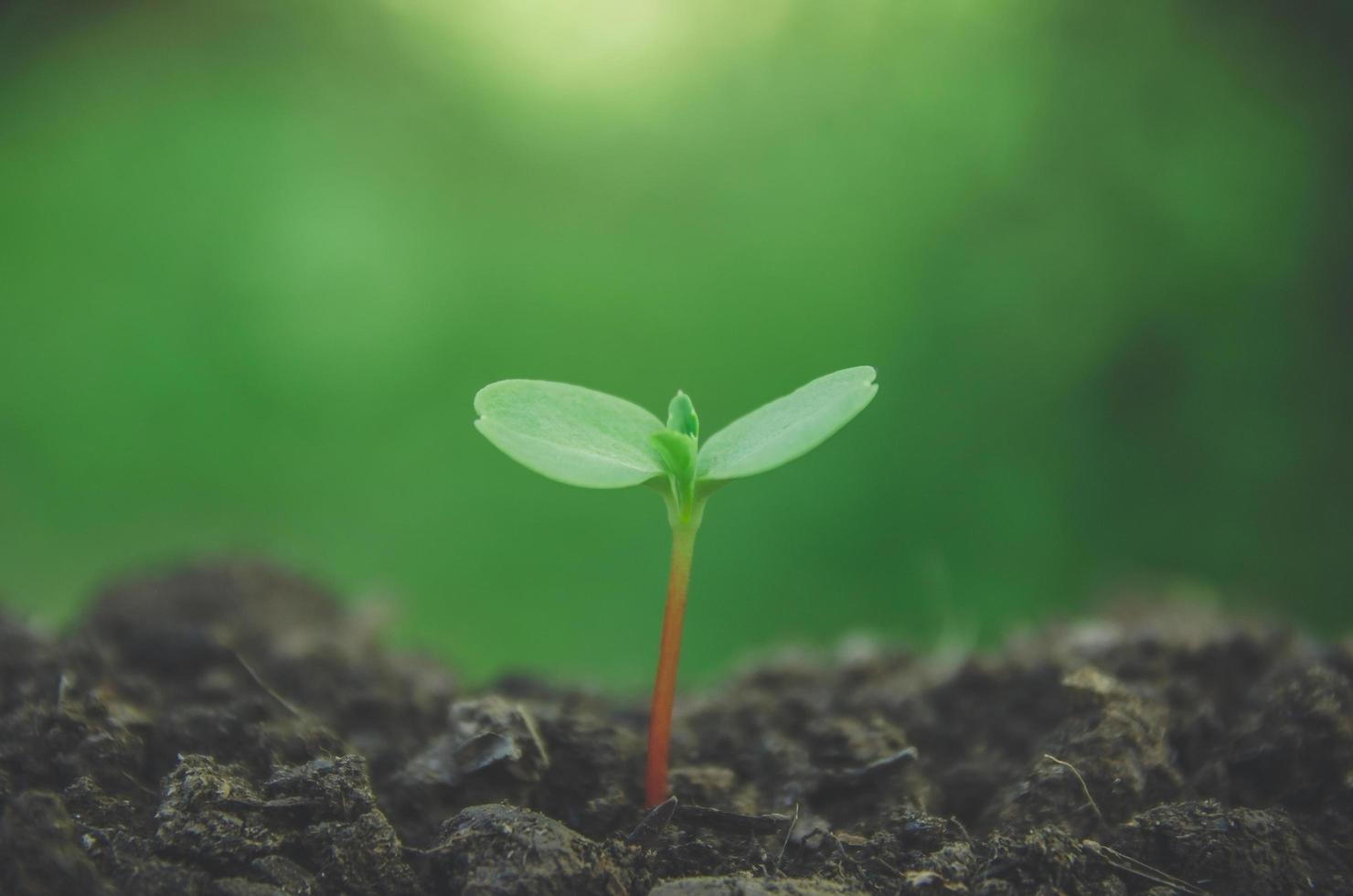 el verdor de plantas jóvenes y plántulas están creciendo en el suelo. foto