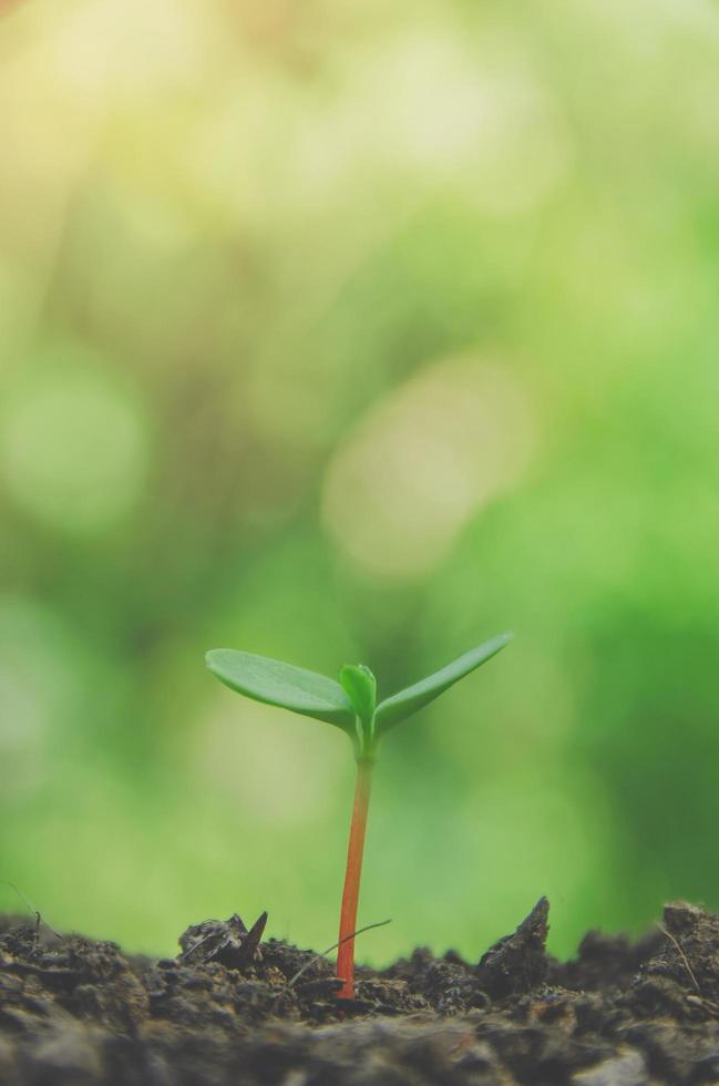 Greenery of young plant and seedling are growing in the soil. photo