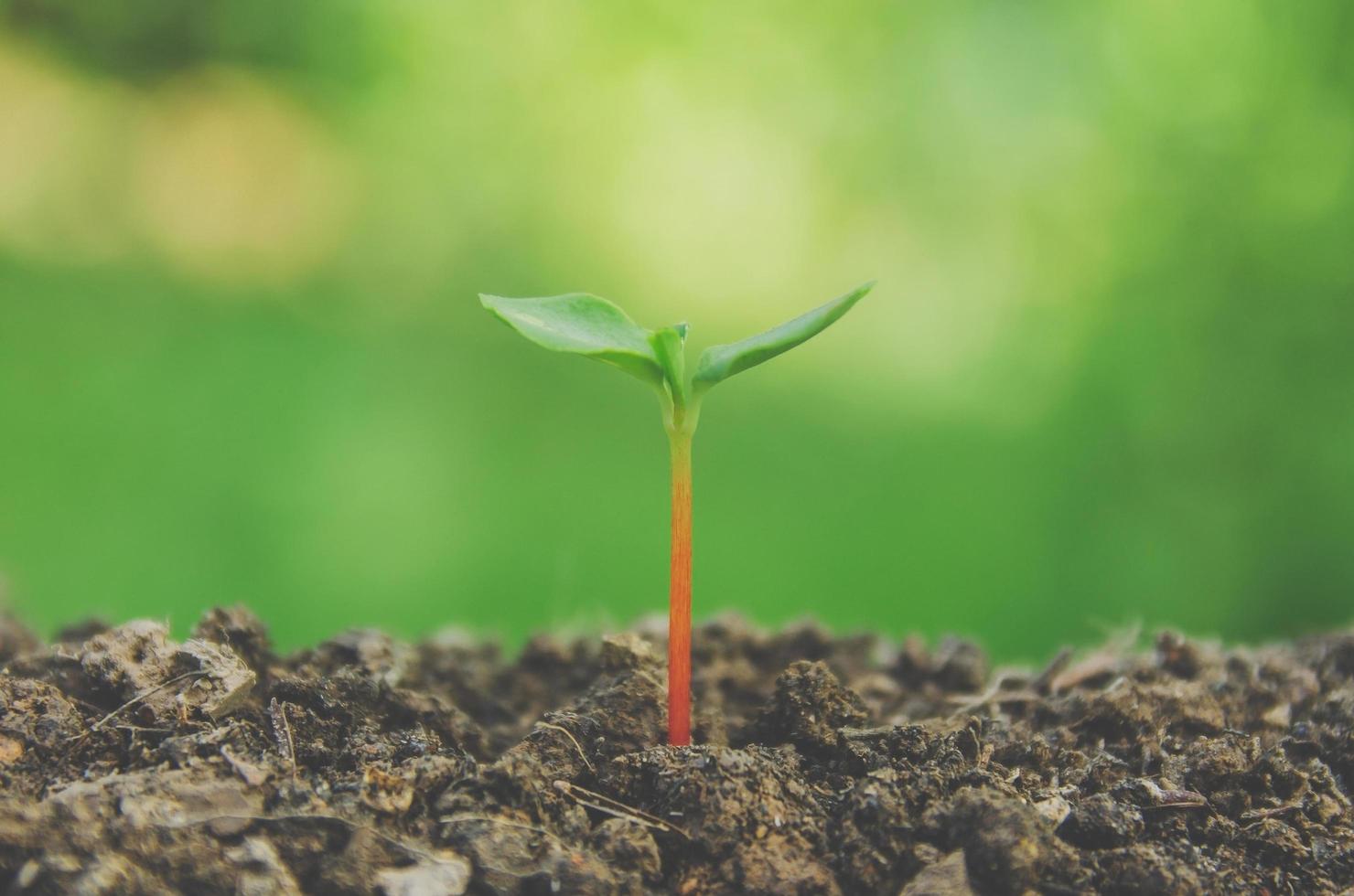 Greenery of young plant and seedling are growing in the soil. photo