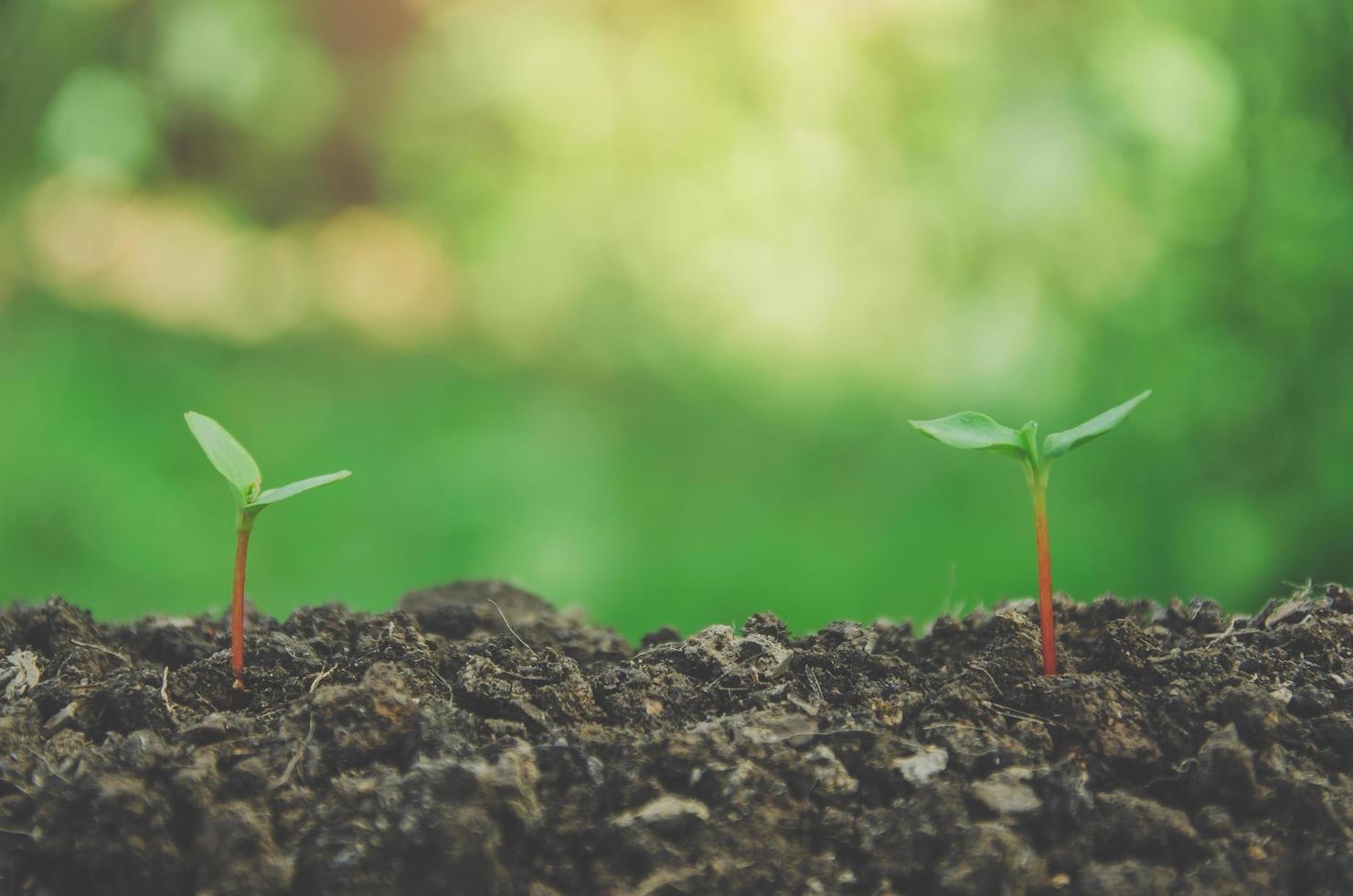 Greenery of young plant and seedling are growing in the soil. photo