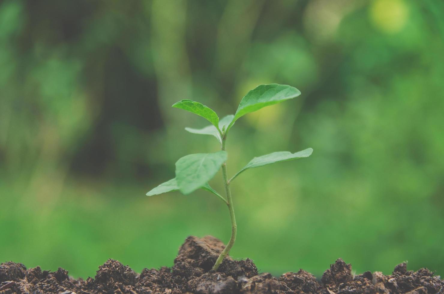 el verdor de plantas jóvenes y plántulas están creciendo en el suelo. foto